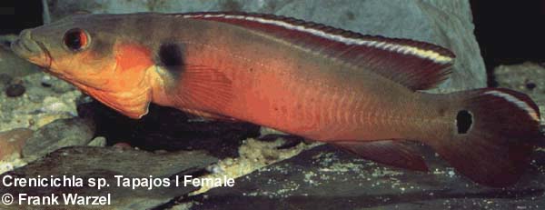Crenicichla sp. Tapajos Red female
