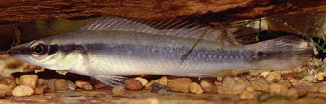 Crenicichla regani male