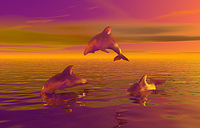 Dolphin art