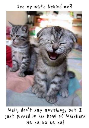 funky kitty