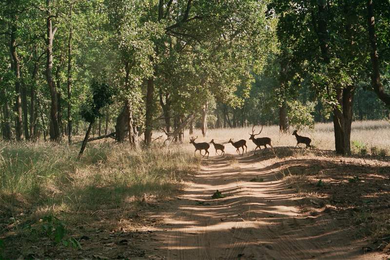 Chital