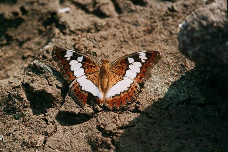 Commander butterfly