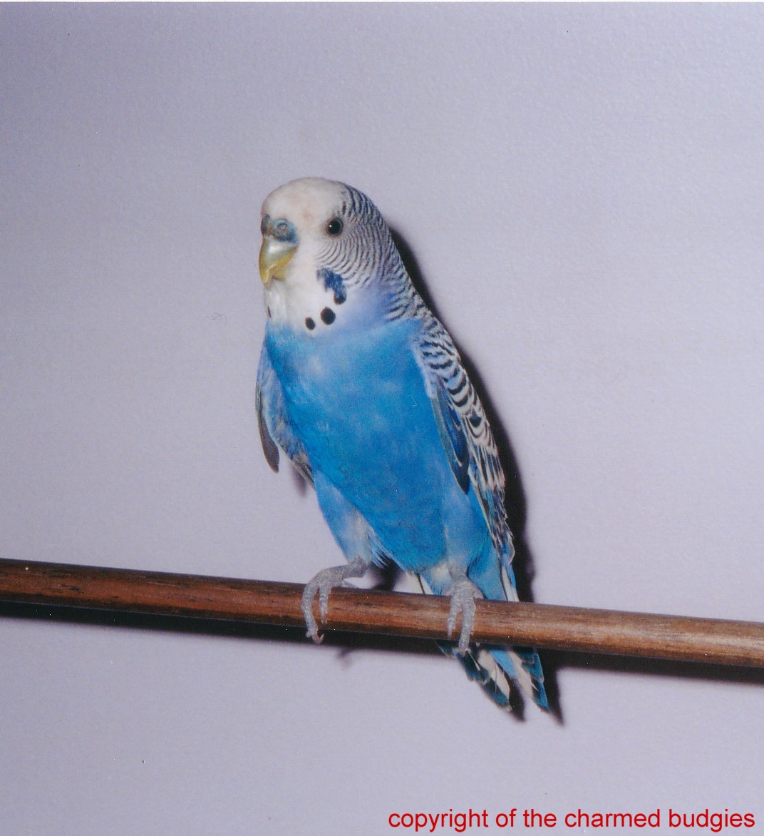 My budgie...