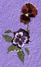 pansies