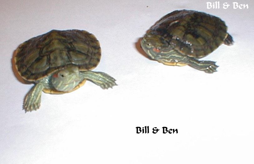 Bill & Ben Turtle, photo by Cassie