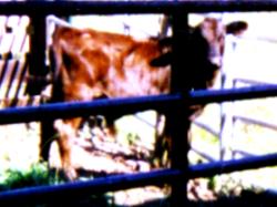 Chase,our bull