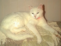 Chelsi,One of our cats