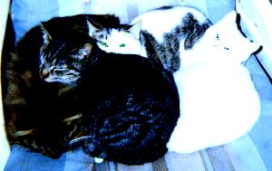 huddled cats
