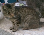 Mamma Cat