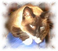 Quincy....Pookie Bear
