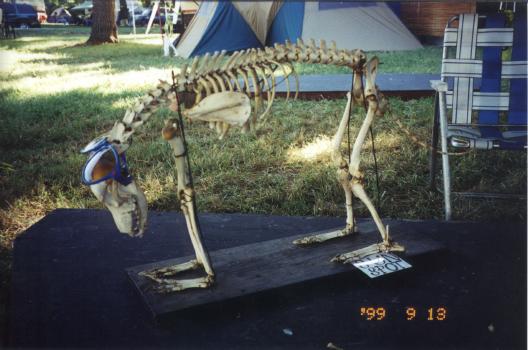 Spot, the camp mascot