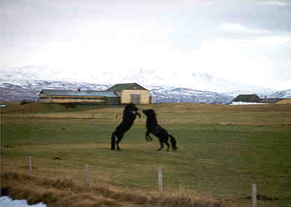 sveitaromantik.jpg (9106 bytes)