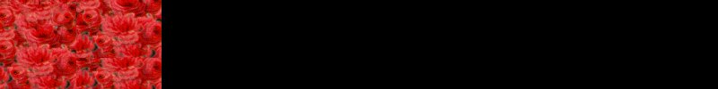 Confederate Rose Border