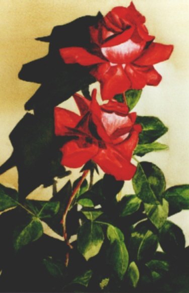 december 2oo2 - i draw these roses during my drawing lessons [ i've took lessons for 1 year ( apart from school lessons ) ] 