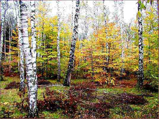 11_las_brzozowy