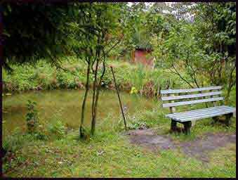 Sadzawka - staw