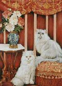 2 Gatinhos Brancos