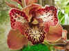 orquidea1.jpg (27645 bytes)