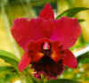 orquidea4.jpg (19703 bytes)