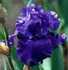 orquidea5.jpg (16132 bytes)
