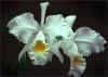 orquidea6.jpg (17809 bytes)