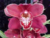 orquidea.jpg (24714 bytes)