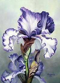 Orquidea Roxa Mesclada