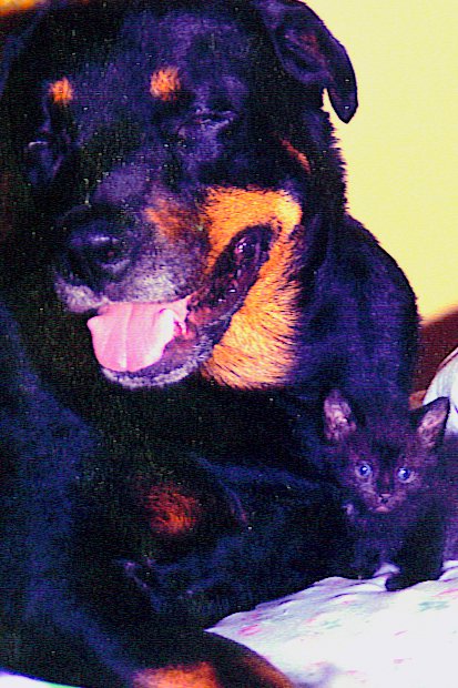 Animal Angels