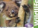 Save Koala Habitat!