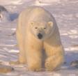 Save Polar Bears!