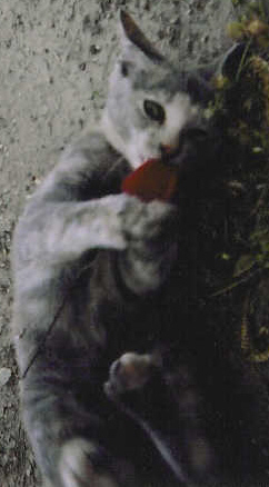 Clay, will you accept this rose?