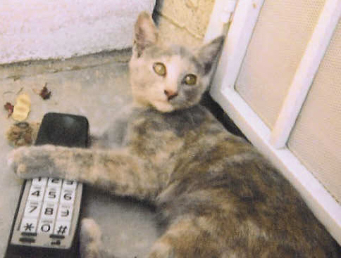 Get me Emily the Cat on the phone!&nbsp; We need to talk strategy!