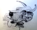 A Skull