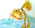 Two Sunflowers