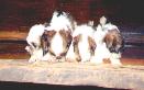 MARTHA"S SIBLINGS