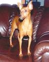 XENA