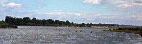 swans