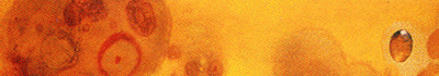 natt_home_gal_ani.gif (101193 bytes)