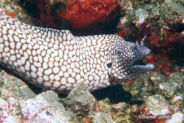 the moray eel id