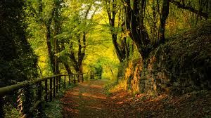 bosque
