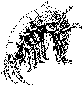 Krebsdyr (en tangloppe)
