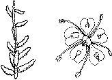 Fr�planter