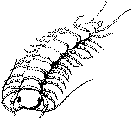 Skolopender