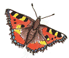 Et insekt - en sommerfugl (Nldens takvinge)