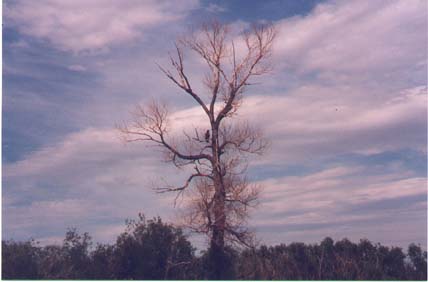 eagle by madison river