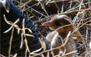 Newly born chick