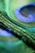 detail of feather