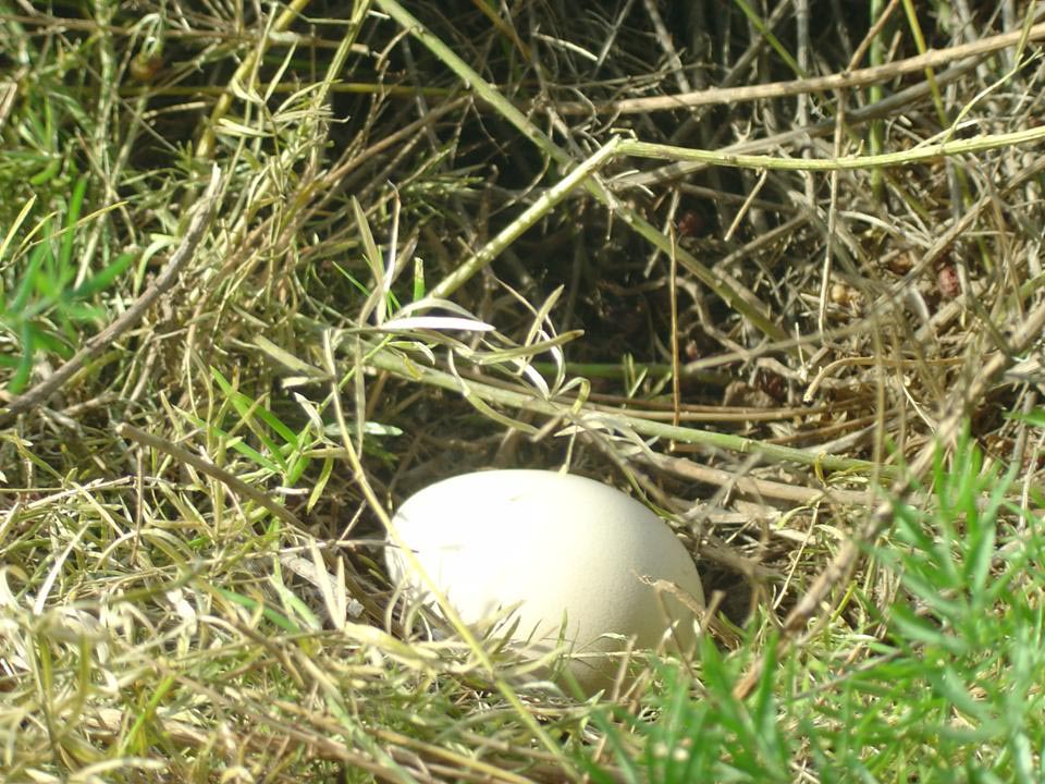 first egg discovered
