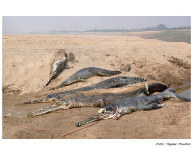 mass deaths among animals