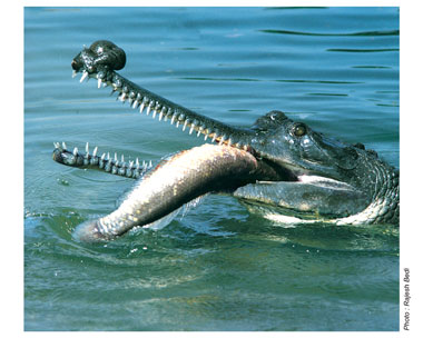 classic image of the fish-eating gharial